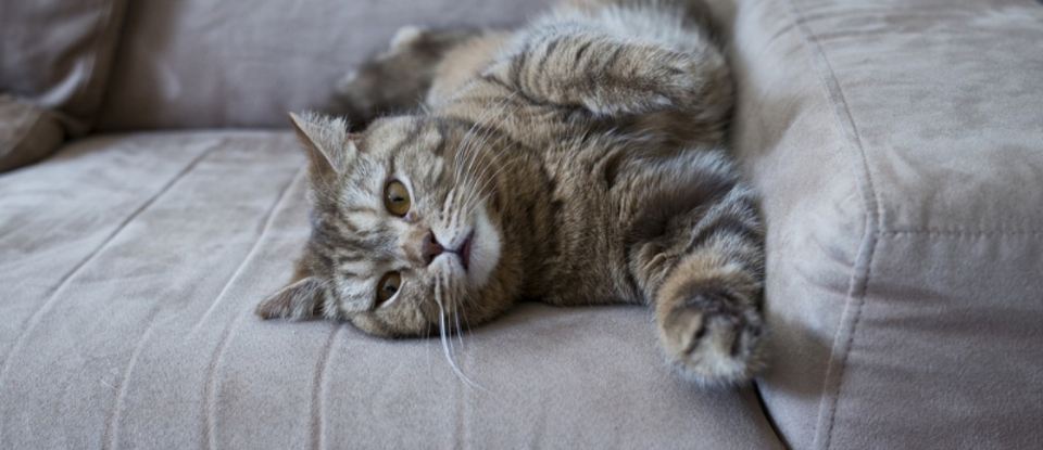 rent hjem med kæledyr